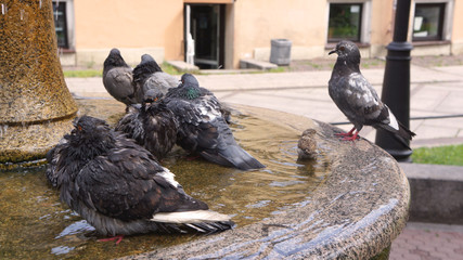 Doves on the fountain