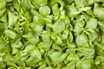 Fototapeta na wymiar Lamb's lettuce background