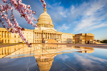US Capitol over blue sky with blooming cherry on foreground