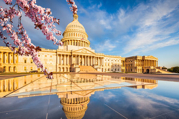 Fototapeta premium US Capitol over blue sky with blooming cherry on foreground
