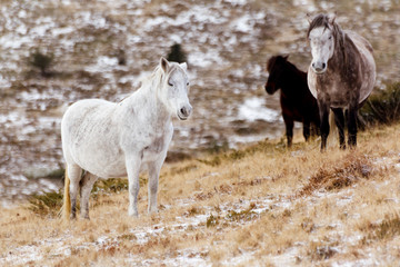 Obraz na płótnie Canvas Wild white mustang horse on a snowy field