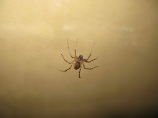 Spider in anticipation of prey