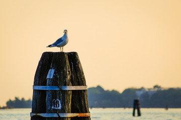  Seagull on signs at sunset
