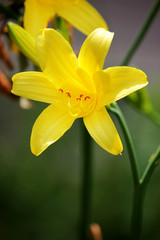 Yellow lilies in the garden. Colored background.