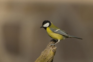 Naklejka premium animal