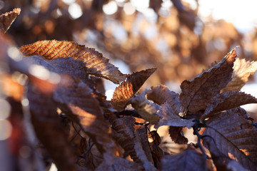 Autumn Leaves in the Sunset