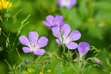 Violet Flowers on green background