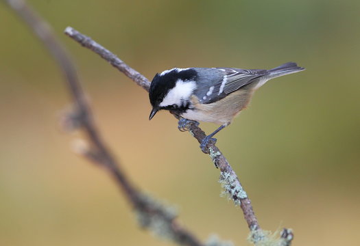 animal