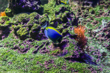 Blue and yellow surgeon fish in reef