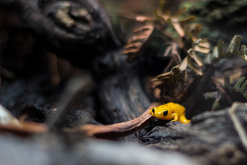 Poison yellow frog of amazon rain forest