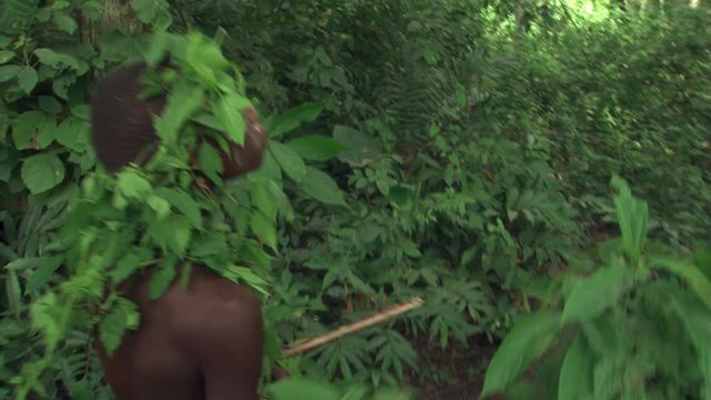 Zoom-in to close view of Pygmy hunter shooting arrow at prey in Ugandan jungle