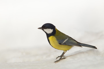 animal