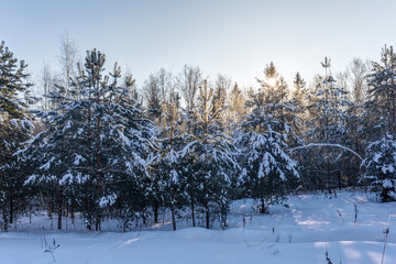 pine trees in the winter forest