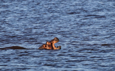 Fototapeta premium animal