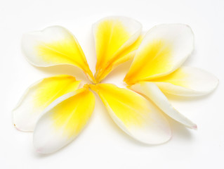 Fototapeta premium plumeria