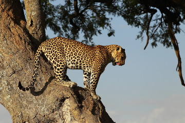 animal