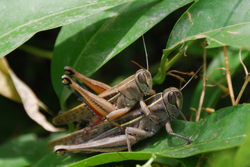 Grasshoppers couple