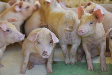 可愛らしい子豚たち　養豚