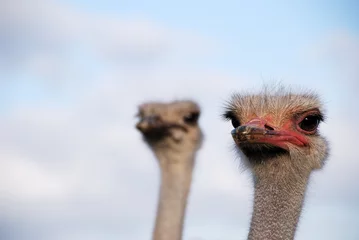 Zelfklevend Fotobehang Struisvogel Fanny struisvogel
