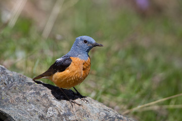 animal