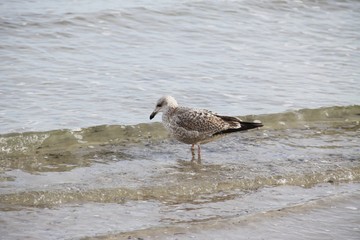 Seagull in the Baltic Sea 