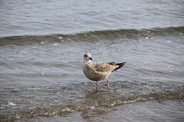 Seagull in the Baltic Sea 
