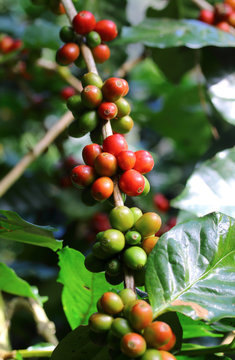 Coffee beans on tree in farm