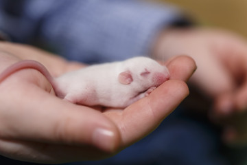 Little newborn mouse with closed eyes on childs hand
