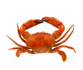 Steamed Crab Isolated on white background