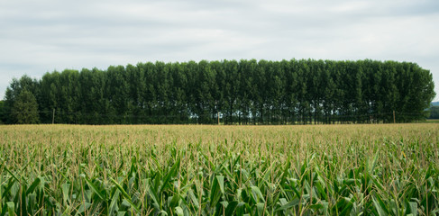 file di alberi e grano