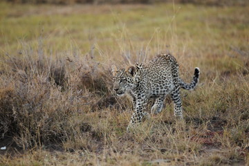 animal