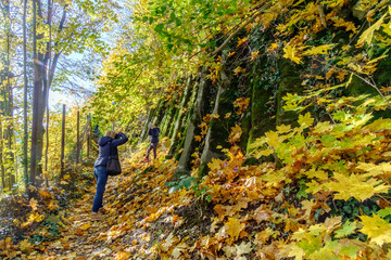 Obraz premium Autumn leaves