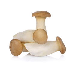 King Oyster mushroom (Eringi) isolated on white background.