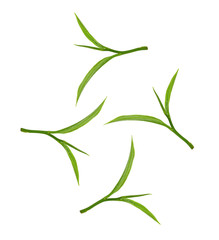 green tea leaf isolated on white background