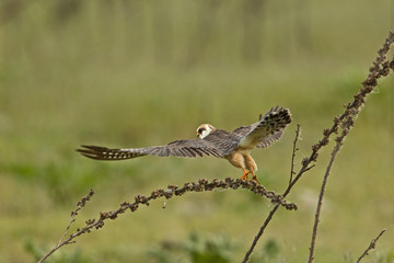 Obraz premium animal