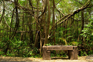 Ficus Microcarpa,Dense jungle and a wooden bench