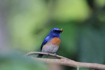 Male Malaysian Blue Flycatcher (Cyornis turcosus) with Prey - マレーシアヒメアオヒタキ