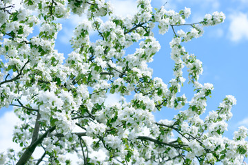 White Apple Flowers. Beautiful flowering apple trees. Background with blooming flowers in spring day.