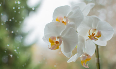 Bunte Orchideen auf der Fensterbank mit tropfen an der Fensterscheibe im Hintergrund