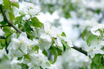 White Apple Flowers. Beautiful flowering apple trees. Background with blooming flowers in spring day.