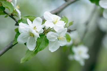 White Apple Flowers. Beautiful flowering apple trees. Background with blooming flowers in spring day.