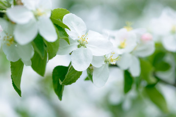 White Apple Flowers. Beautiful flowering apple trees. Background with blooming flowers in spring day.