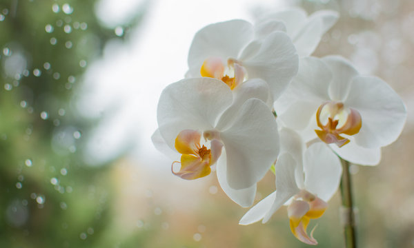 Bunte Orchideen auf der Fensterbank mit tropfen an der Fensterscheibe im Hintergrund