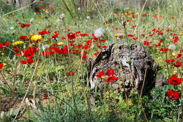 Stump and flowers