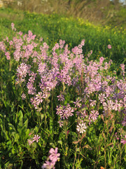 Fototapeta premium Purple spring flowers