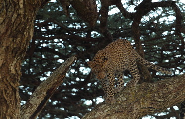 animal