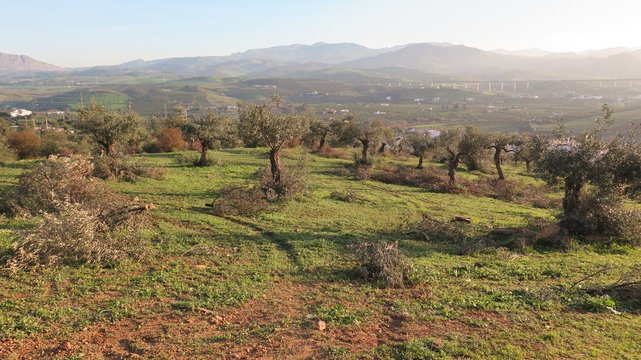 Spring pruning of Olive Trees