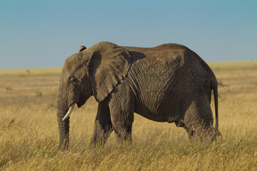 Obraz premium animal