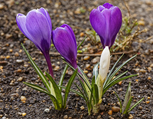 The crocus flower