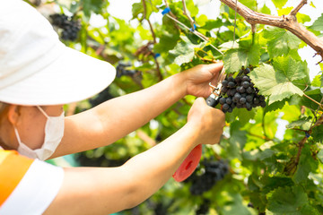 Care vineyards, grapes